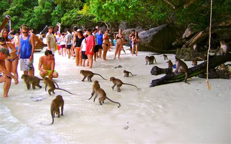 Monkey Beach in Koh Phi Phi3 - Living + Nomads – Travel tips, Guides, News & Information!