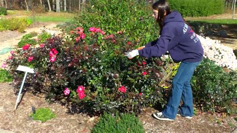 How to prune your Knockout Roses in the fall-1/1 - YouTube