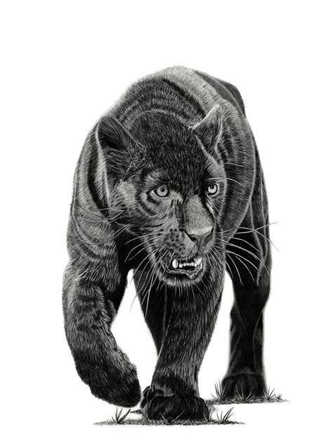 realistic black panther animal drawing - vanandelgrandrapids