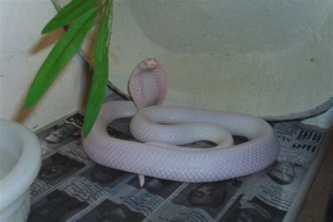 Monocled Cobra Morphs