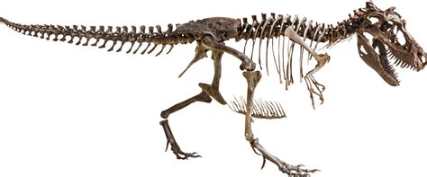 Tyrannosaurus Rex skeleton 17415582 PNG