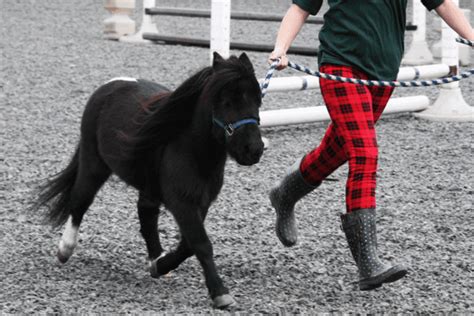 Falabella Horse: Diving into the History and Characteristics of Miniature Horses - Horse Wildlife