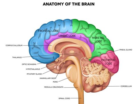 2,013 Brain Lateral View Royalty-Free Images, Stock Photos & Pictures ...