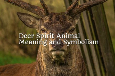 Deer Spirit Animal Meaning and Symbolism - Spirit Animal Encyclopedia