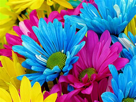 Free Images : nature, petal, bloom, colorful, flora, flowers, petals, daisies, floristry ...