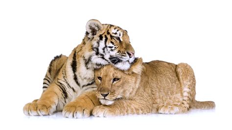 Images Big cats Cubs Animals 2560x1440