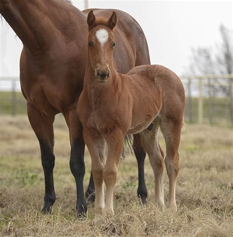 Foals, foals, foals! - Quarter Horse News