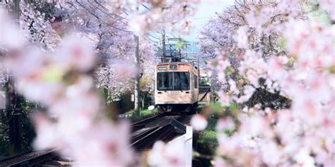 Top places in Japan to see cherry blossoms | Booking.com