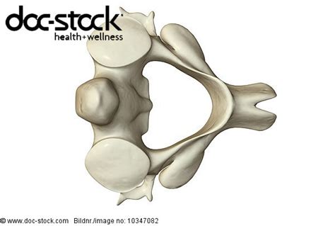 A superior view of the axis bone. - Royalty Free Image - doc-stock Bildagentur für Gesundheit ...