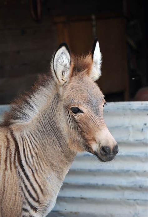 Meet the Zonkey: A hybrid of a zebra and a donkey