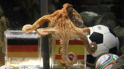 Paul the Octopus, World Cup oracle, dies