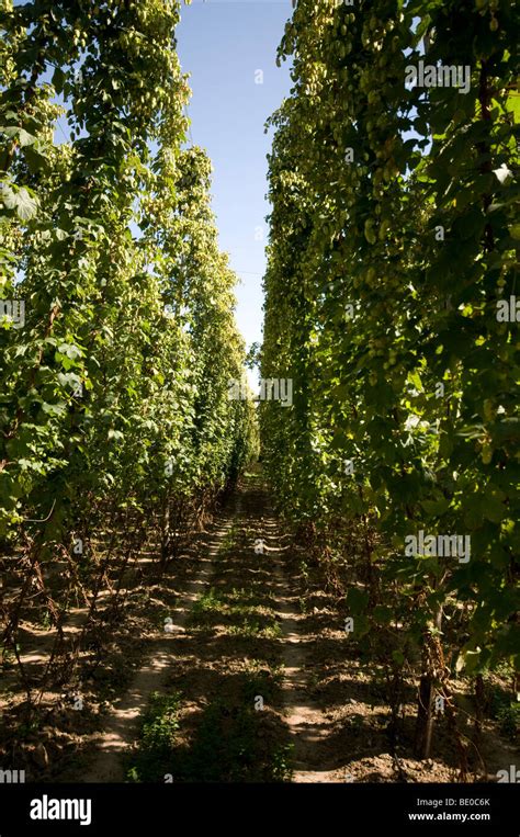 Kent Hop Garden Stock Photo - Alamy