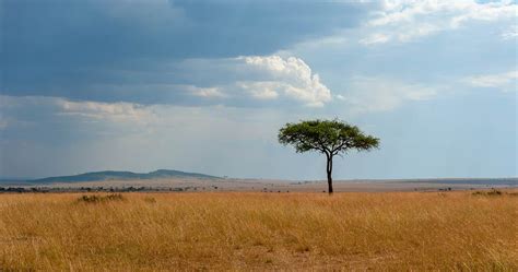 Plants & trees in Serengeti National Park - Tanzania