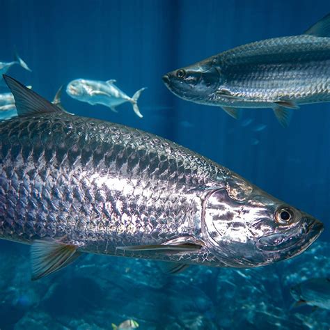 Tarpon - Georgia Aquarium