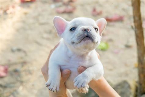 Mini French Bulldog: Size, Price, Health & Breed - Marvelous Dogs