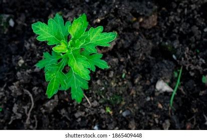 4,171 Chrysanthemum Seeds Images, Stock Photos & Vectors | Shutterstock