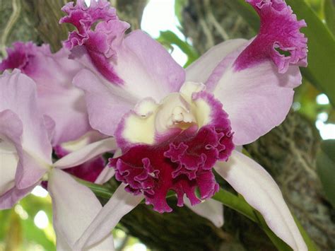 Flowers and Plants of Hawaii | hubpages