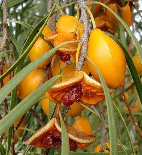 Gumbi Gumbi/Native Apricot — Lantophia Nursery