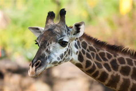 Houston Zoo’s Elderly Female Giraffe Dies - The Houston Zoo