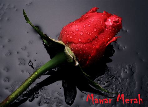 Bunga Mawar Merah - Red Rose Photos - Alam Mentari