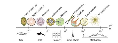 2 Examples showing the analogy between range of sizes observed in... | Download Scientific Diagram