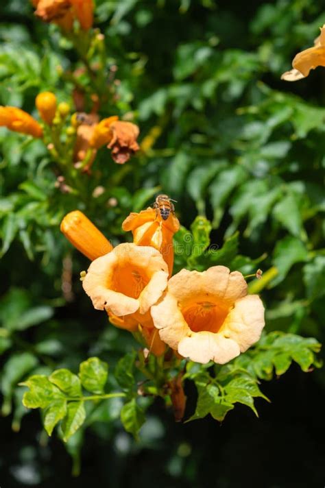 Close-up of Trumpet Vine Flowers, Hummingbird Vine, Campsis Radicans, Nature, Macro Stock Image ...