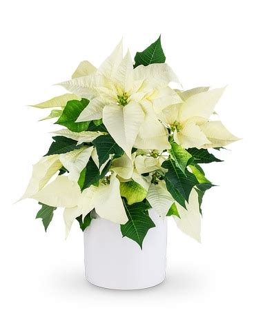 White Poinsettia Plant in Oak Park IL - Garland Flowers