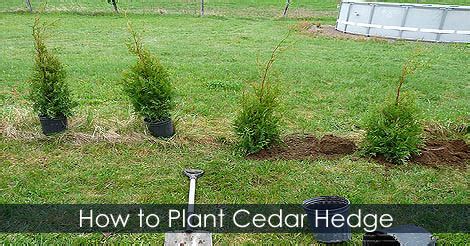 Cedar Hedging - How to Plant Cedar Hedge Trees