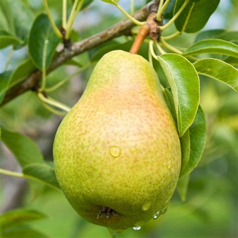 Bartlett Pear Trees for Sale at Arbor Day's Online Tree Nursery - Arbor Day Foundation