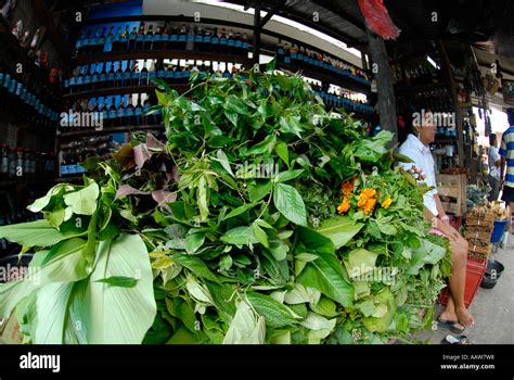 Rainforest amazon medicinal hi-res stock photography and images - Alamy