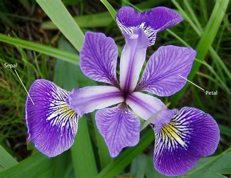 The Sepal And Petal Of An Iris Flower | GardeningLeave