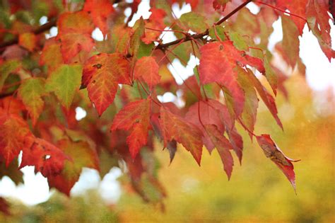 The Difference in Maple Tree Varieties | Nature Hills Blog