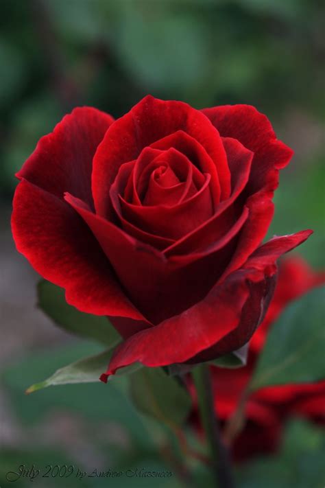 17 Best images about Red Red Rose on Pinterest | Single rose, Flower and Amor