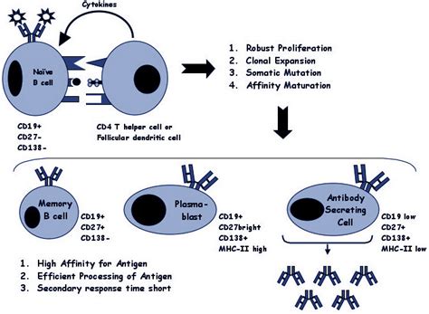 Schematic of B cell differentiation. Naïve B cells receive activation ...