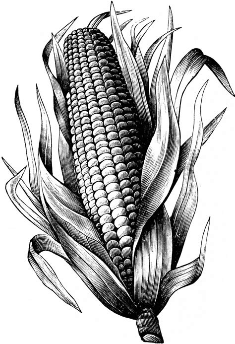 Maize | ClipArt ETC | Cool art drawings, Drawings, Charcoal art