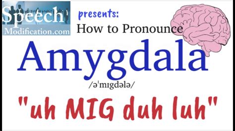 How to Pronounce Amygdala - YouTube