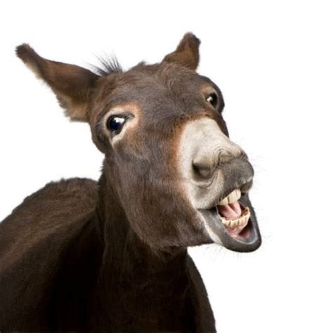 What is the English of donkey? - Quora