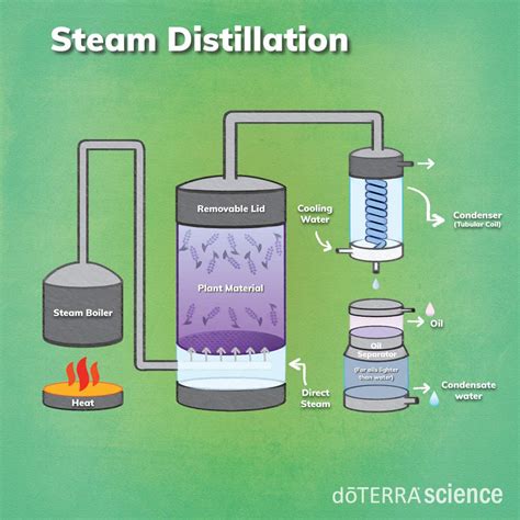 Steam Distillation | dōTERRA Essential Oils