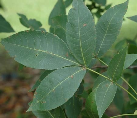 Hickory Leaf Identification