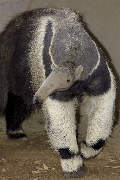 Giant anteater husbandry manual - seoaavbseo