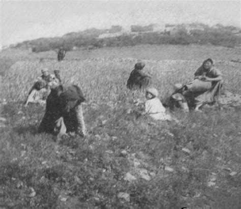 RAMALLAH - Palestinians in the Ramallah area (Possibly Beitin) clearing field from thorns and ...