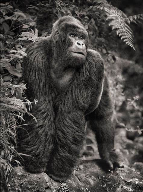 Conserving Africa's Wildlife Through Photography