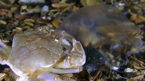 Flying Crab Stock Video Footage - 4K and HD Video Clips | Shutterstock