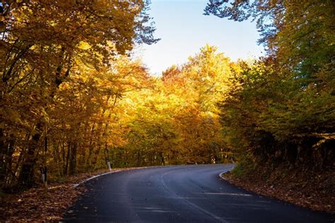 Premium Photo | A road with a yellow tree in the fall