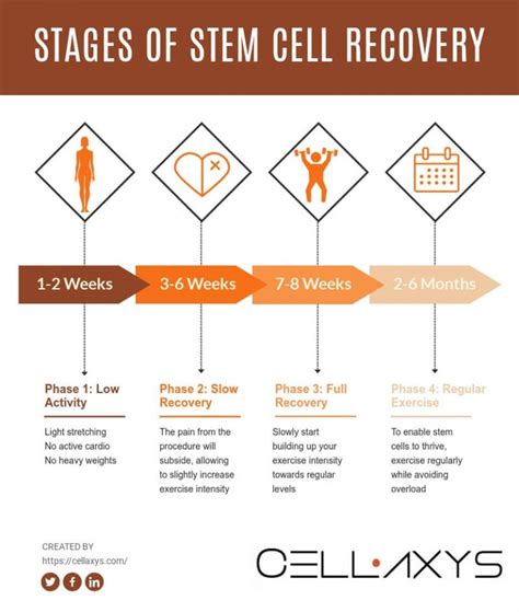 Stem Cell Therapy, Explained: Everything You Need To Know