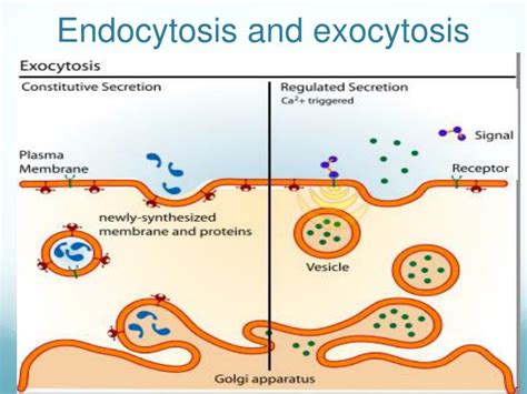 Endocytosis Exocytosis Diagram