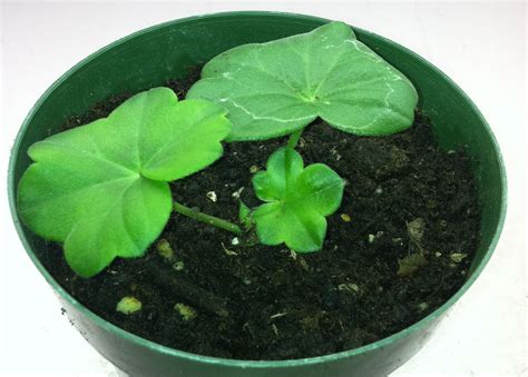 Deegan in the Garden: Ivy Geranium Cuttings Ignore Winter