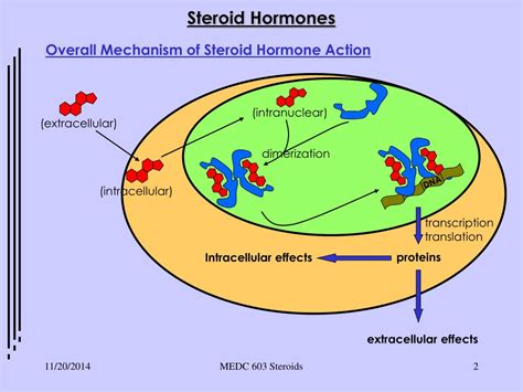 PPT - Androgenic Steroids PowerPoint Presentation, free download - ID:6877118