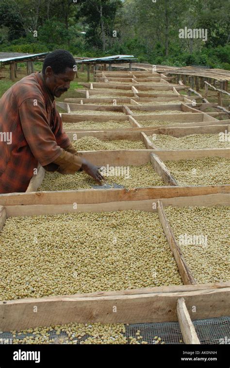 An Ethiopian coffee farmer turns his drying coffee, Yirgacheffe Stock ...