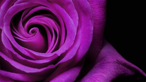 3840x2160 rose 4k computer wallpaper free | Dark purple flowers, Purple flowers wallpaper ...